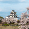 墨俣一夜城と桜
