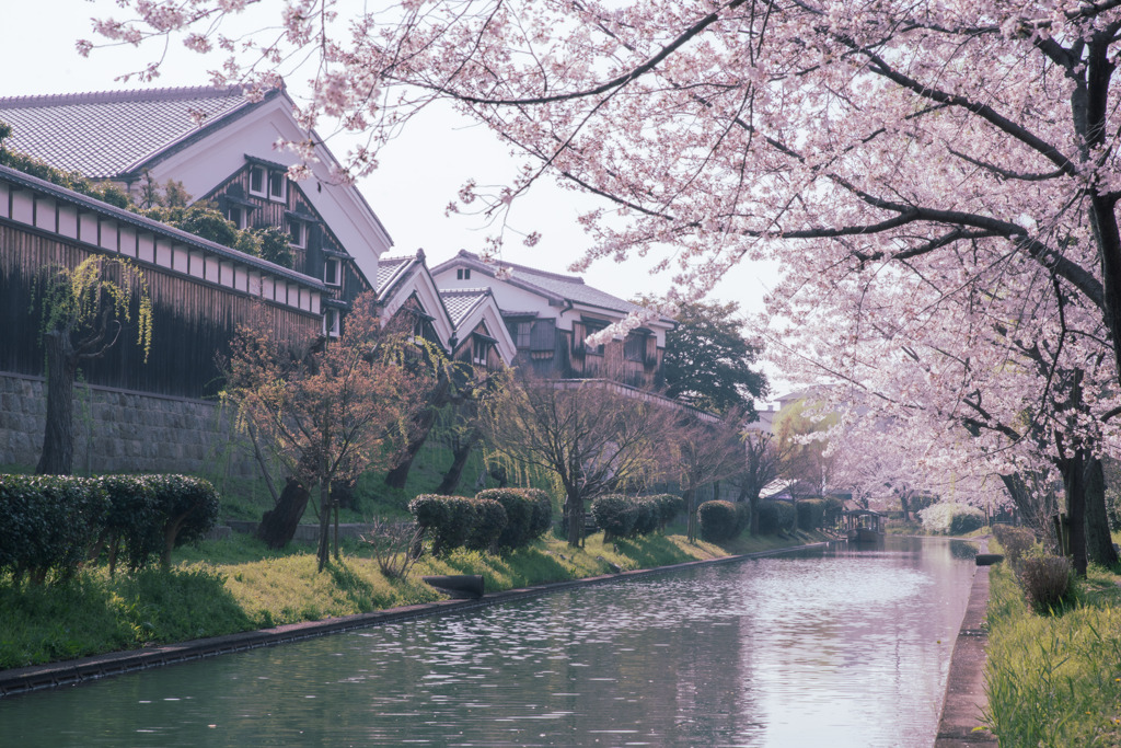 京都伏見　酒蔵と桜
