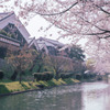京都伏見　酒蔵と桜