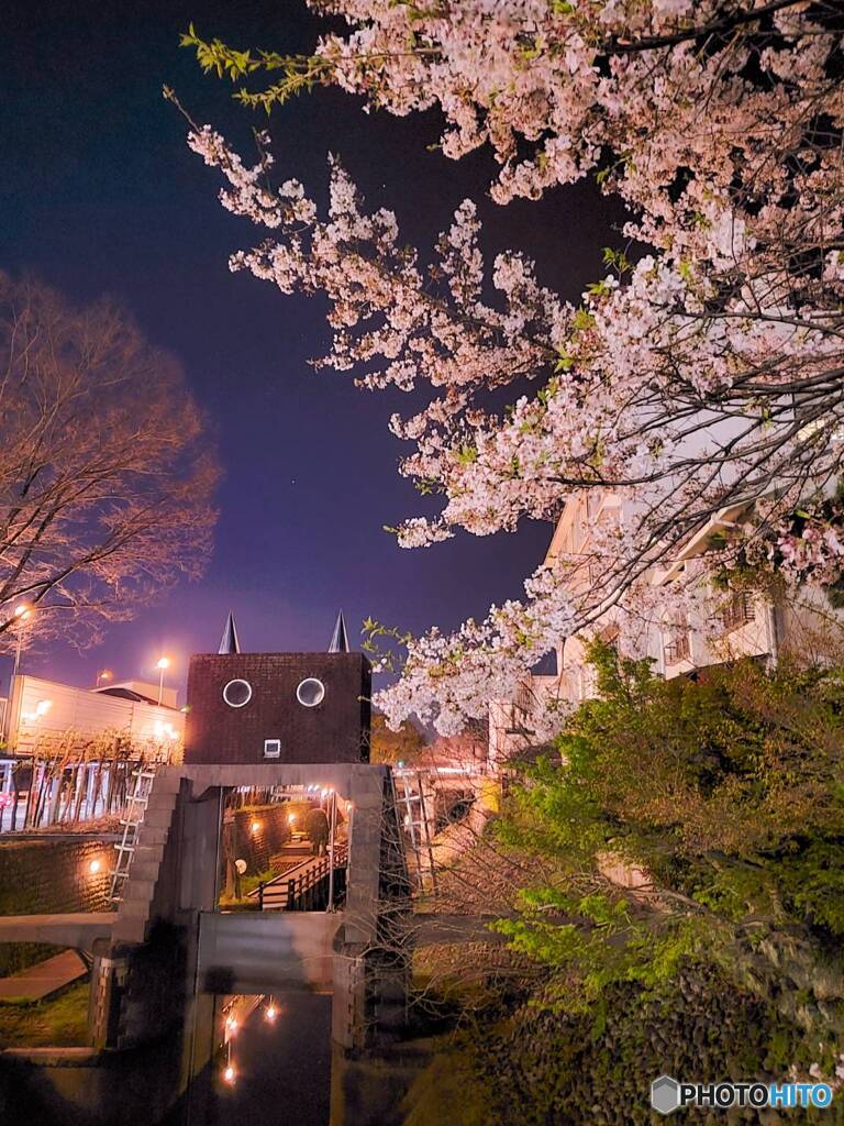 ロボット水門と桜
