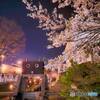 ロボット水門と桜