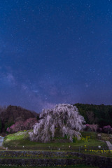 又兵衛桜と天の川