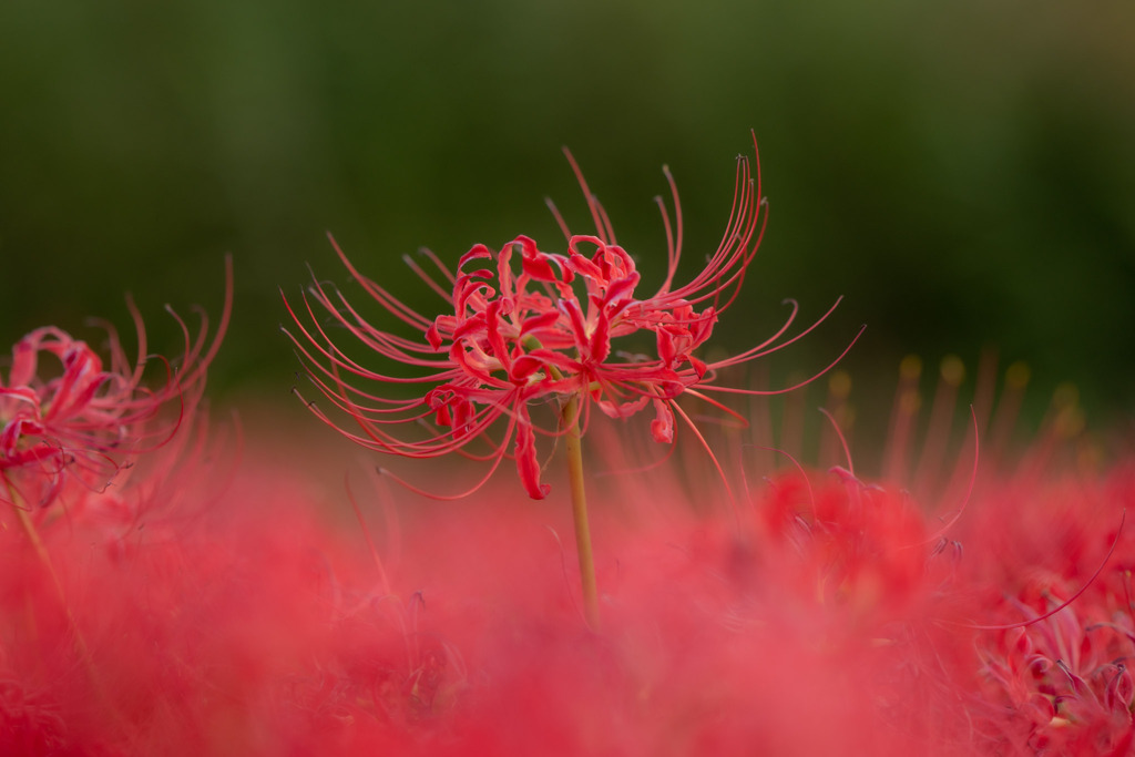 曼珠沙華