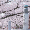 五条川　裁断橋