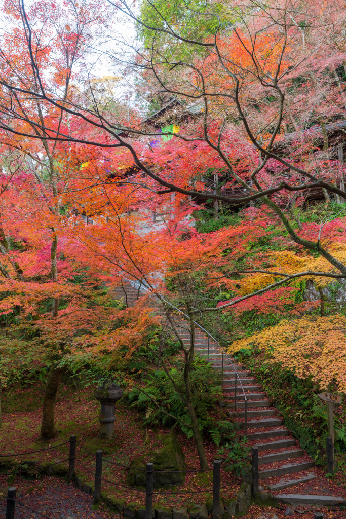 永観堂の紅葉