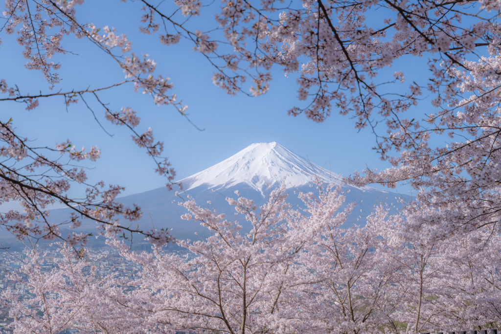 富士山と桜