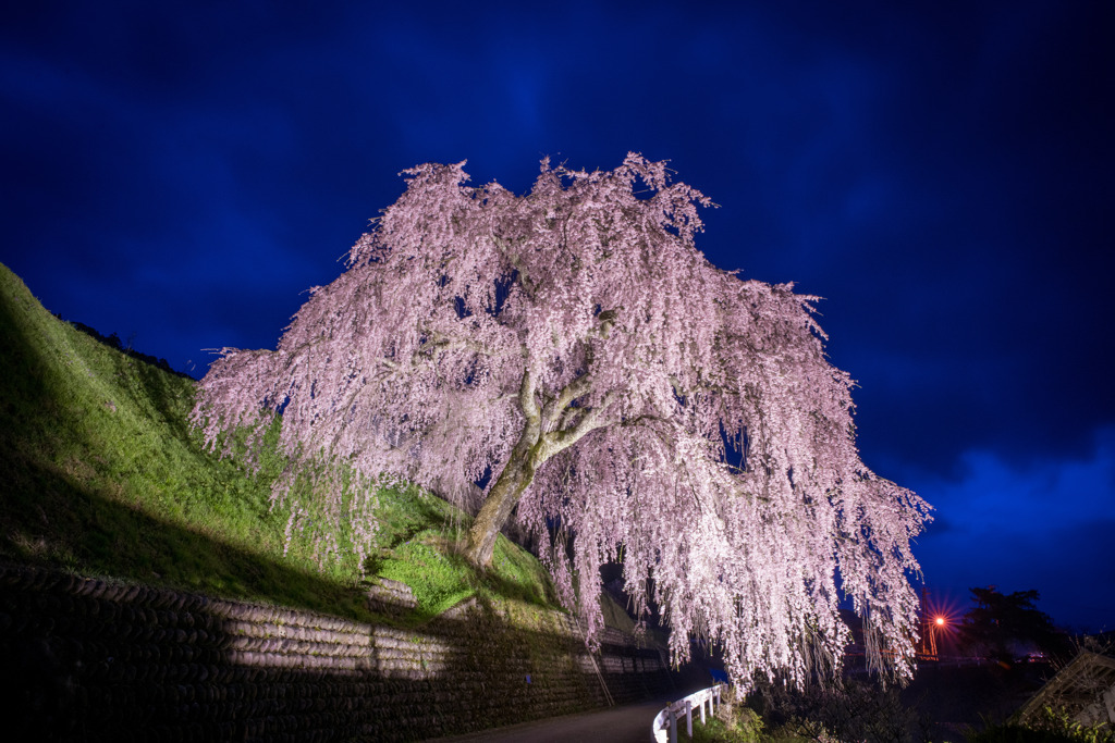 岩太郎のしだれ桜