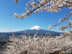 富士山　桜　新倉山浅間公園