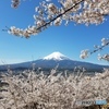 富士山　桜　新倉山浅間公園