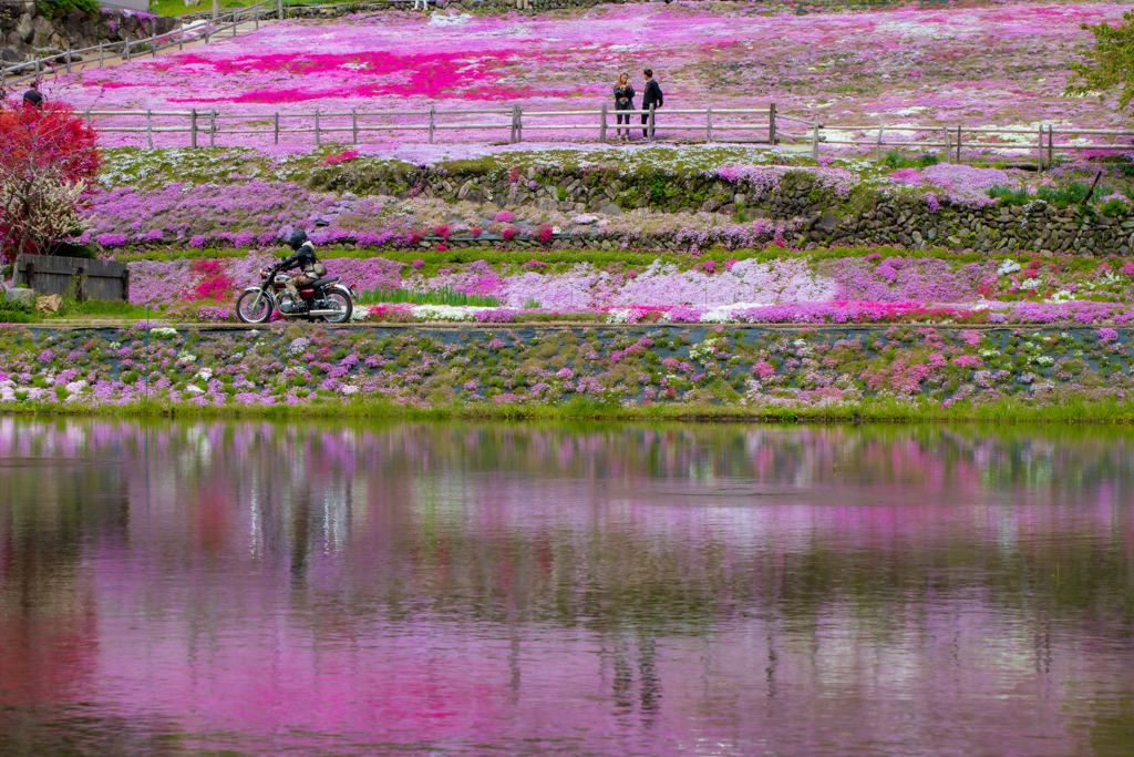 國田家の芝桜　 （くにたけのしばさくら）