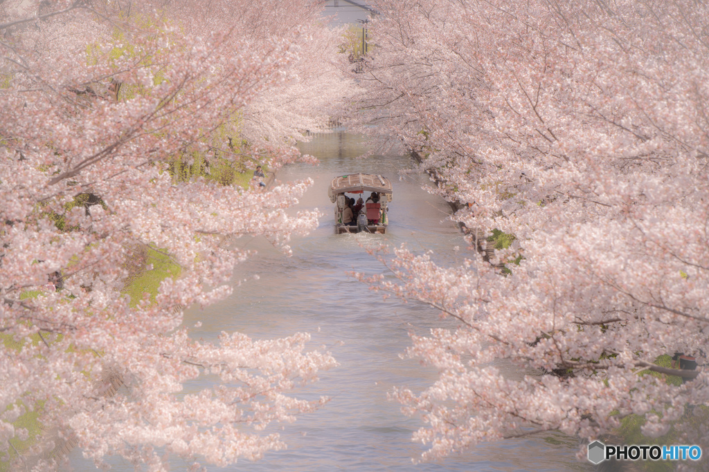 SAKURA COLLOR