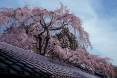 十輪寺のなりひら桜