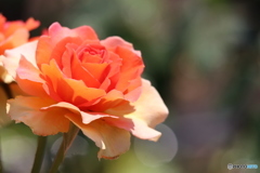 鶴舞公園　バラ