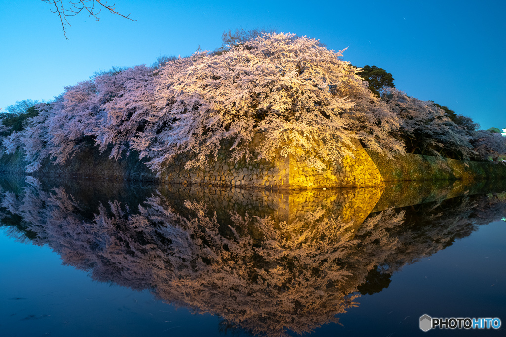 彦根城　桜満開　その２