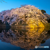 彦根城　桜満開　その２