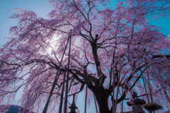 樹齢150年のしだれ桜