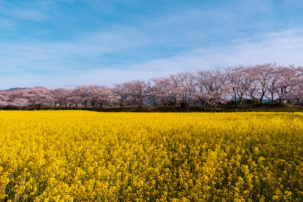 藤原宮跡～菜の花と桜～