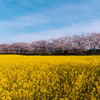 藤原宮跡～菜の花と桜～