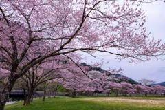 パスカル清見の桜