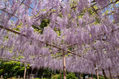 江南 曼荼羅寺の藤　2018③