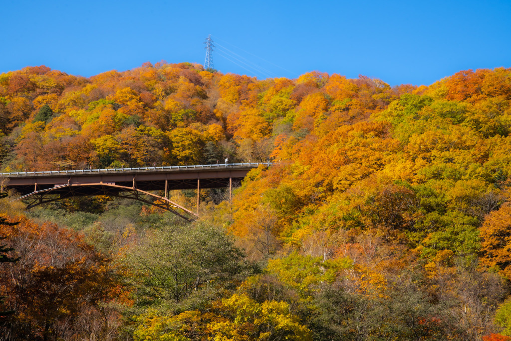 紅葉真っ盛り　下から