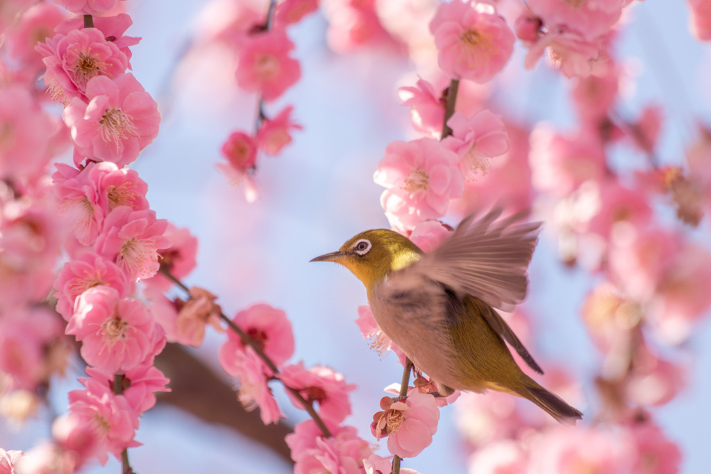 メジロ飛ぶ