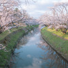 新境川堤の桜並木