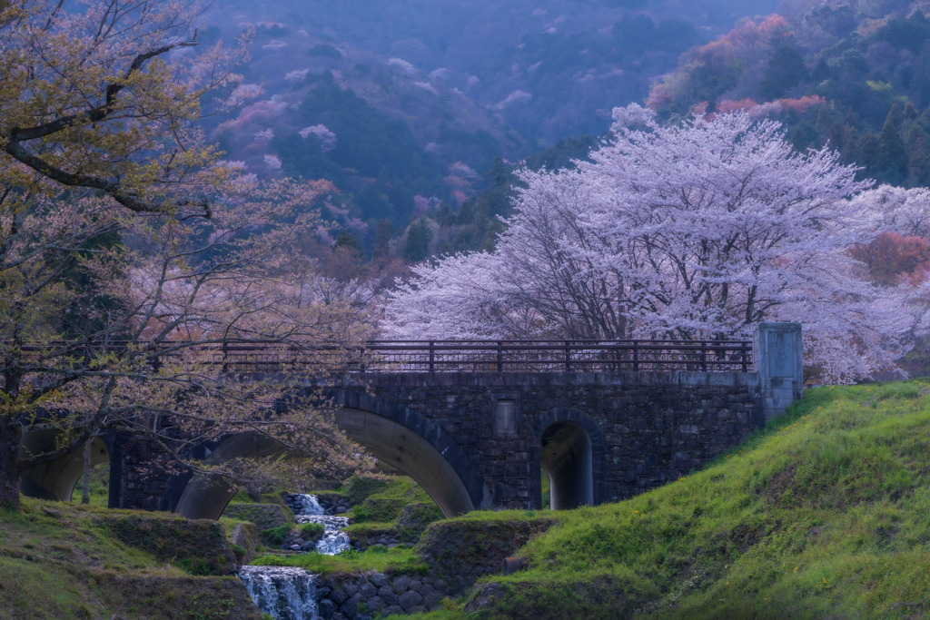 霞間ヶ渓（かまがたに）の桜