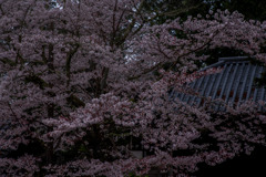 桜と瓦