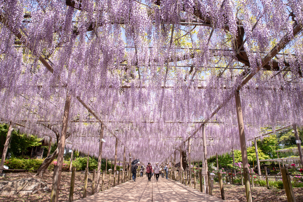 江南  曼荼羅寺の藤　2018①