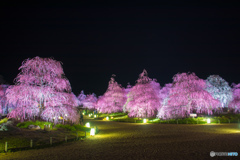 鈴鹿の森庭園2018　ライトアップ①