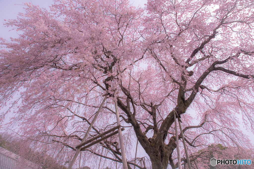 林陽寺の枝垂れ桜