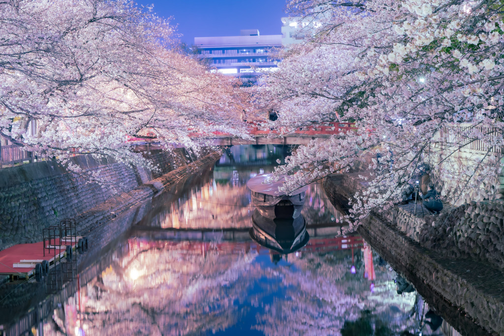桜前線到来