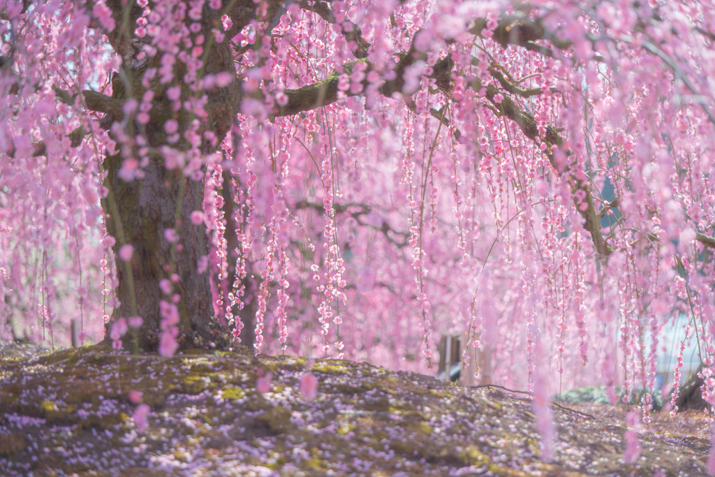 鈴鹿の森庭園～春の香り～