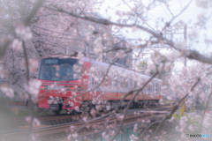 名鉄電車と桜　その弐