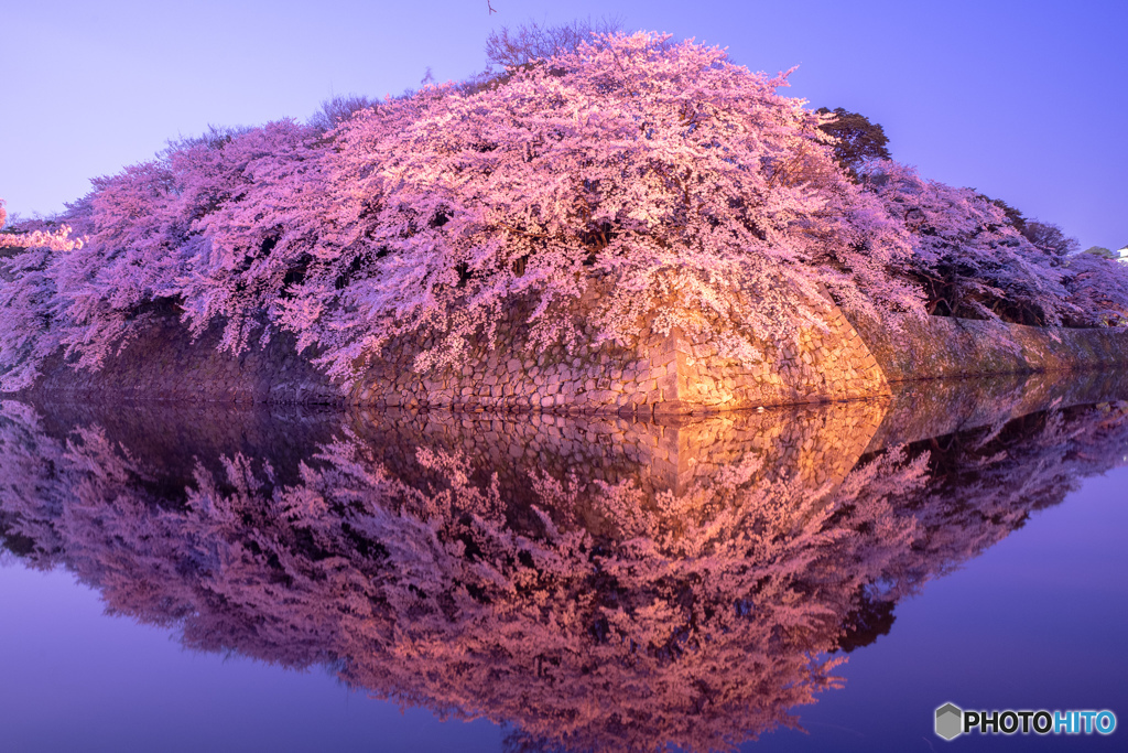 彦根城　桜満開