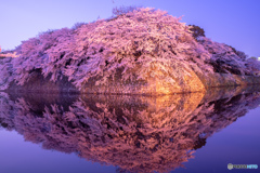 彦根城　桜満開