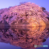彦根城　桜満開