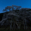 根尾谷薄墨桜