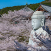 桜大仏