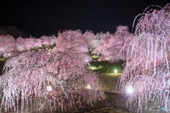 鈴鹿の森庭園2018　ライトアップ③