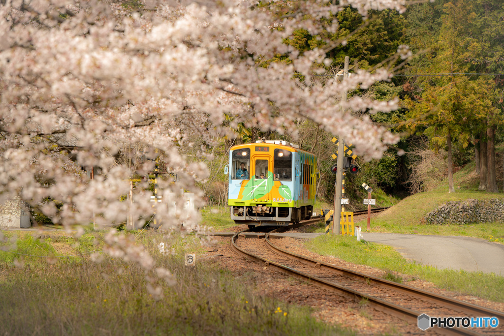 樽見鉄道と桜　谷汲口駅②