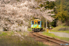 樽見鉄道と桜　谷汲口駅②