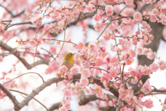 花鳥風月