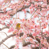 花鳥風月