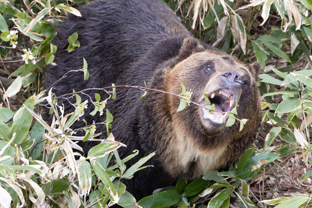 Biting bear