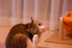 飼い猫　ウインク