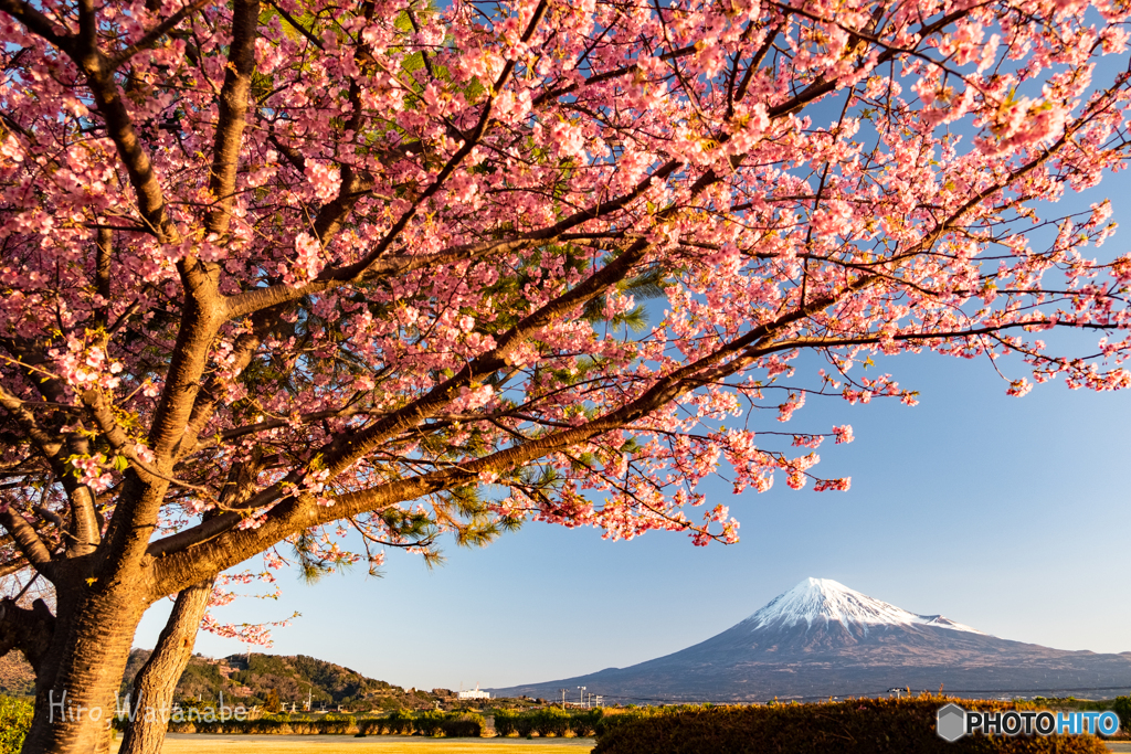 目覚める眩しき桜