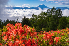 新緑を紅色に染まる