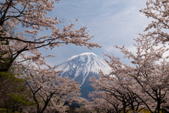 桜花爛漫